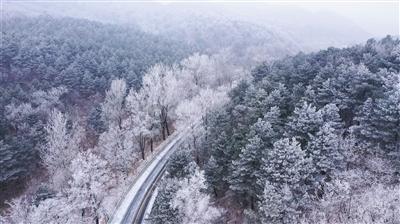 僵尸女友爱爬树